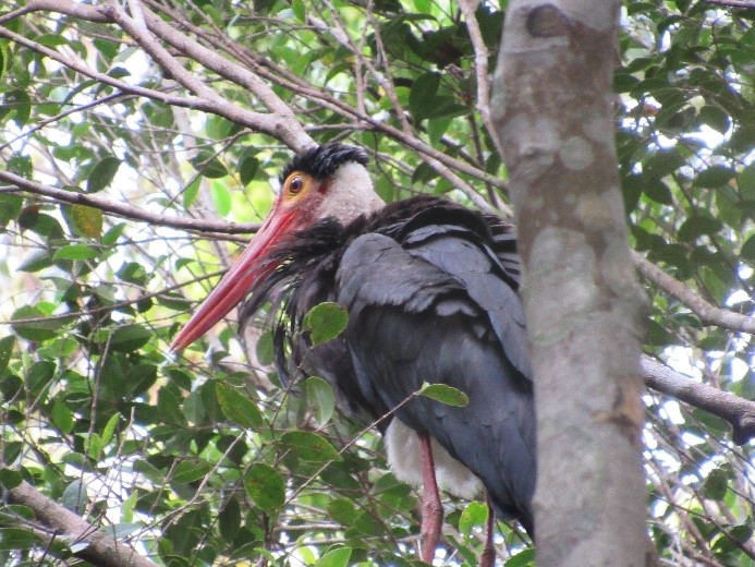 Bangau storm di lahan basah Suwi, yang dibebaskan karena terjerat pancing. Foto: Linda