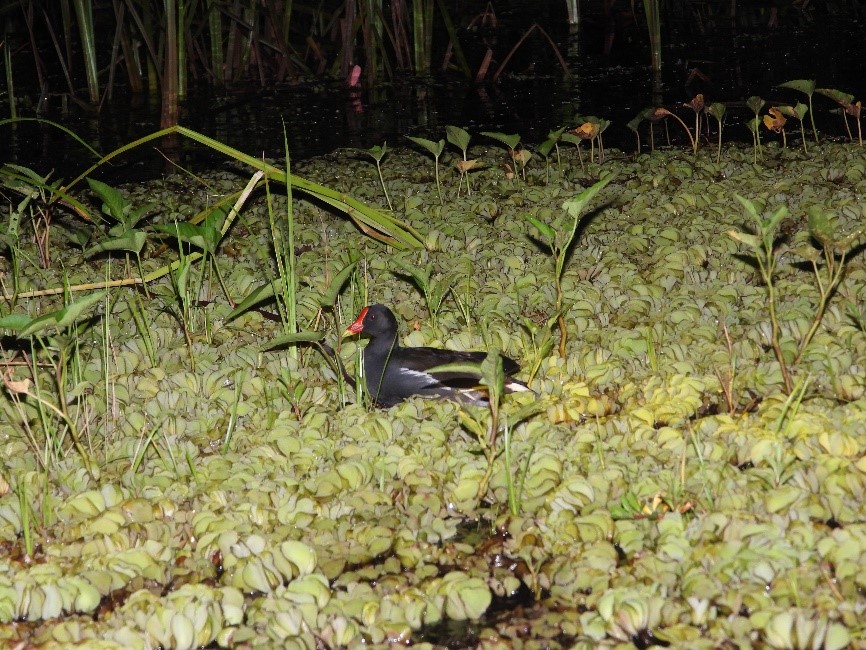 Mandar batu (Gallinula chloropus) di Lahan Basah Mesangat. Foto: Zulfikar Ngareng (konsorsium Yasiwa-Yayasan Ulin.