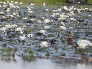Hamparan bunga Teratai, yang bermekaran pada pagi hari di bulan Oktober 2022. Foto: Nur Linda-Konsorsium Yasiwa-Yayasan Ulin.