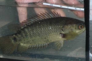 Ikan Pepuyu (Anabas testudineus) Foto: Sebastian Hulen-Yayasan Ulin