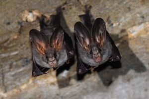 Megaderma spasma adalah jenis kelelawar yang distemukan di Lahan Basah Mesangat-Suwi. Foto: kmarshall.photoshelter.com