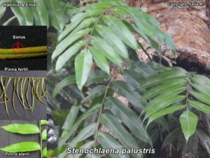 Kelakai atau paku merah (Stenochaena palustris), Foto: Lelly.L-FMIPA UNMUL