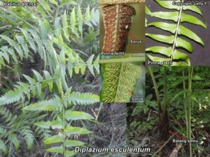 Sayur pakis (Diplazium esculentum). Foto: Lelly L.-FMIPA UNMUL