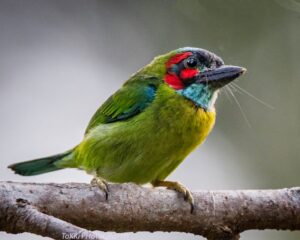 Burung takur tengeret (Megalaima australis) dengan warna yang cantik.Foto:www.piterest.com