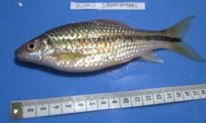 Puyau jurat hitam (Ostechilus wandersii) di lahan Basah Suwi. Foto:Galih--FMIPA UNMUL-YASIWA 