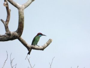 Burung Kirik-kirik Biru (Merops viridis). Foto: Nur Linda-Konsorsium Yasiwa-Yayasan Ulin