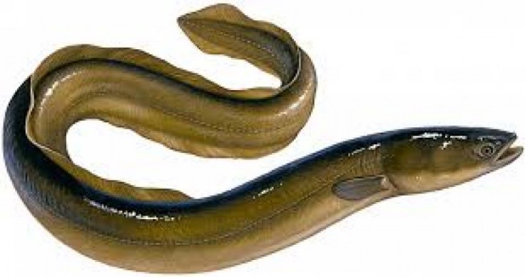 Belut (Monopteros albus) tercatat ditemukan di Lahan Basah Mesangat. Foto: www.gurusiana.id