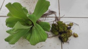 Kayu apu (Pistia stratiotes). Foto: Nur Linda-Konsorsium Yasiwa-Yayasan Ulin