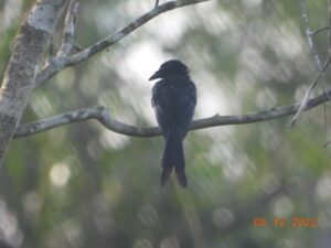 Burung Srigunting Keladi (Dicrurus aeneus) di Lahan Basah Suwi. Foto: Nur Linda-Konsorsium Yasiwa-Yayasan Ulin