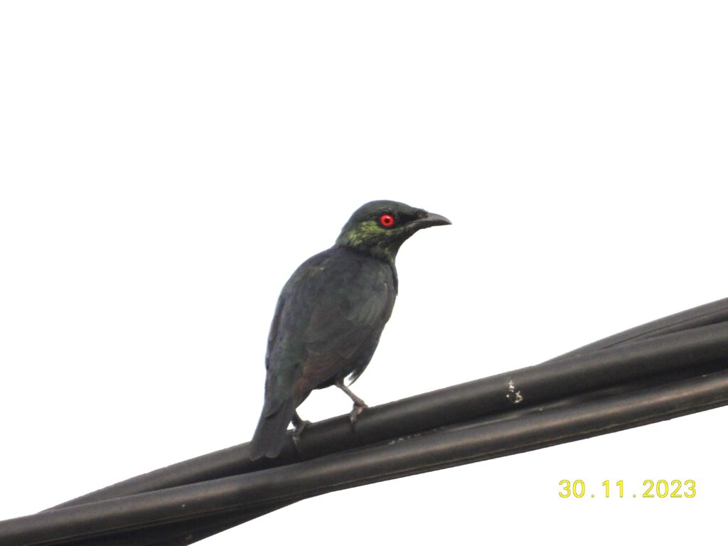 Aplonis panayensis (Perling Kumbang), Foto oleh Nur Linda Isa