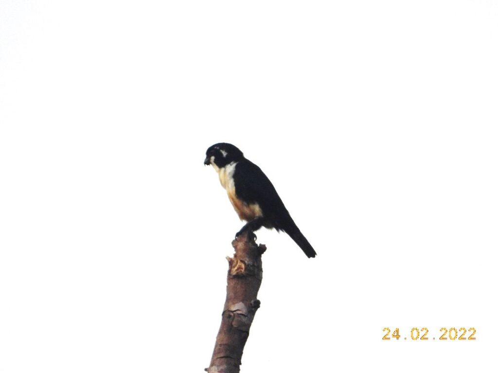 Microhierax fringillarius (Alap-alap Capung)