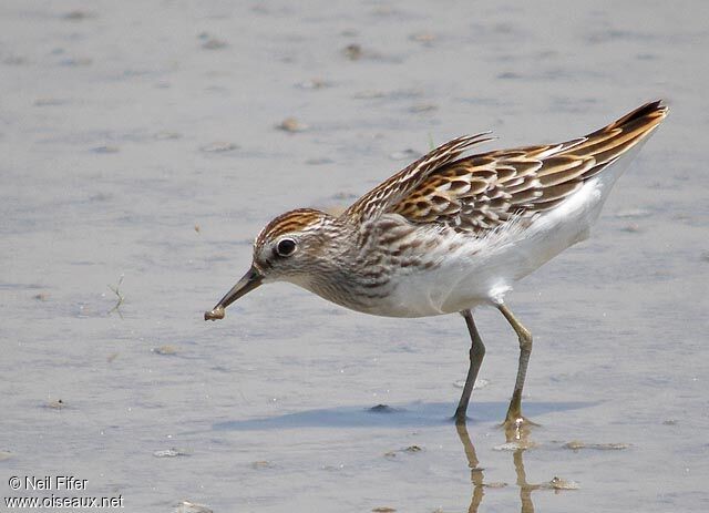 Burung Kedidi jari panjang (Calidris subminuta).Foto:https://www.oiseaux.net