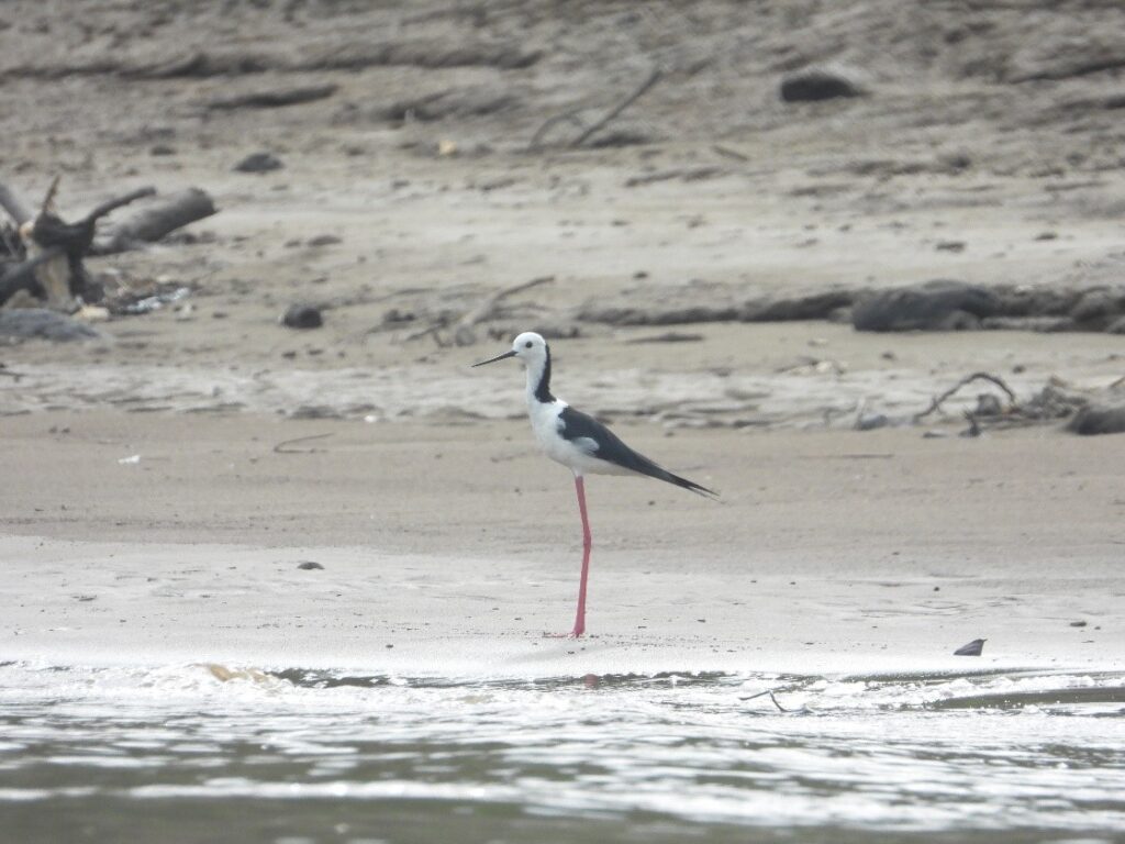 Burung Gagang Bayam Timur (Himantopus leucocephalus) Foto: Nur Linda, Konsorsium Yasiwa-Yayasan Ulin