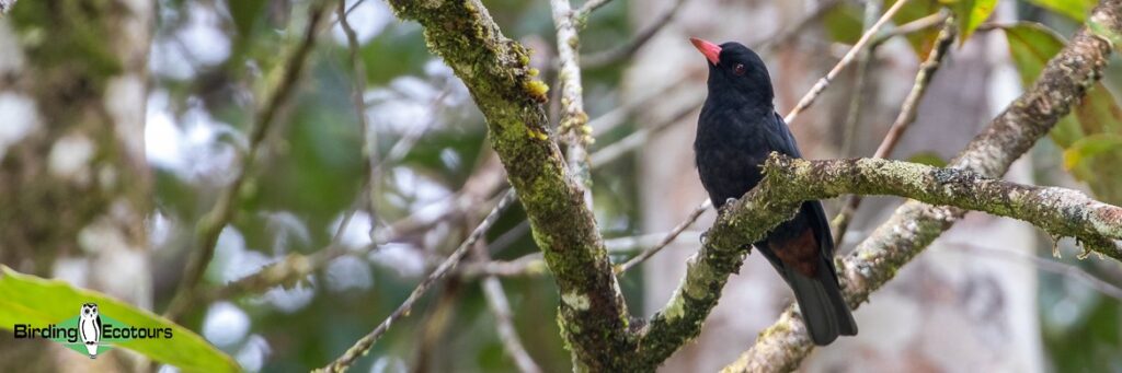 Kepodang hitam (Oriolus hosii) foto: www.birdingecotours.com/tour/birding-tour-borneo-sarawak-pre-tour/