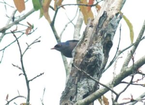 Burung Munguk Beledu (Sitta frontalis). Foto: Yasiwa