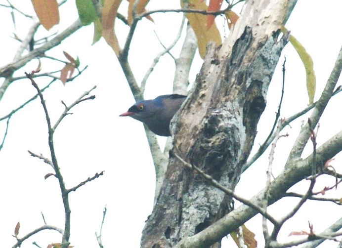 Burung Munguk Beledu (Sitta frontalis). Foto: Yasiwa